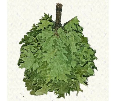 Веник из канадского дуба